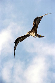 Picture 'Eq1_21_06 Frigatebird, Galapagos, Espanola, Gardner Bay'